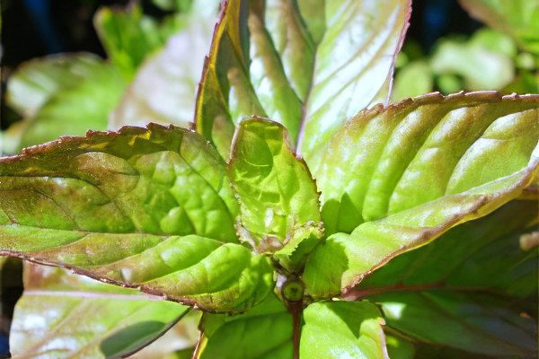 Mint: useful and medicinal properties, recipes, types