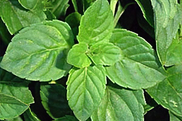 Mint: useful and medicinal properties, recipes, types