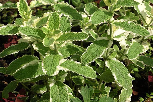 Mint: useful and medicinal properties, recipes, types