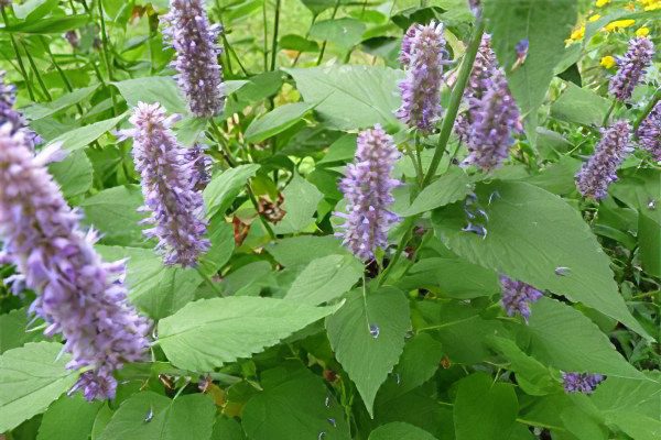 Mint: useful and medicinal properties, recipes, types