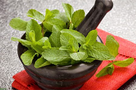 Mint: useful and medicinal properties, recipes, types