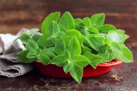 Mint: useful and medicinal properties, recipes, types