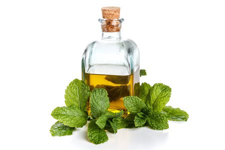 Mint: useful and medicinal properties, recipes, types