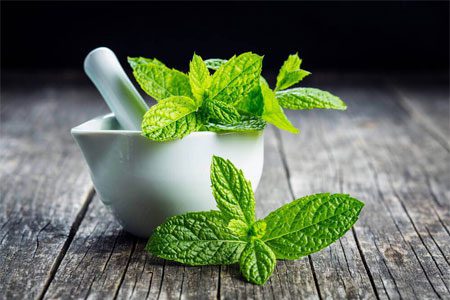 Mint: useful and medicinal properties, recipes, types