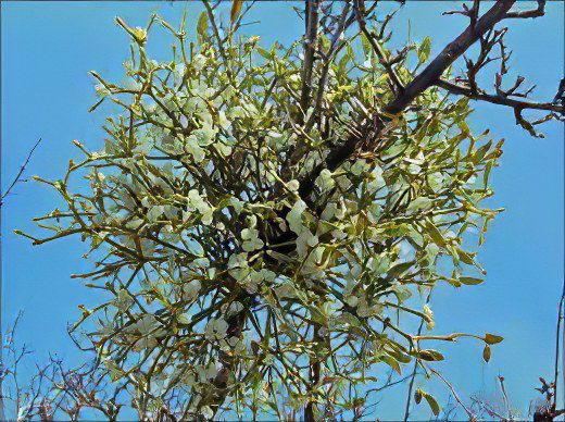 Mistletoe