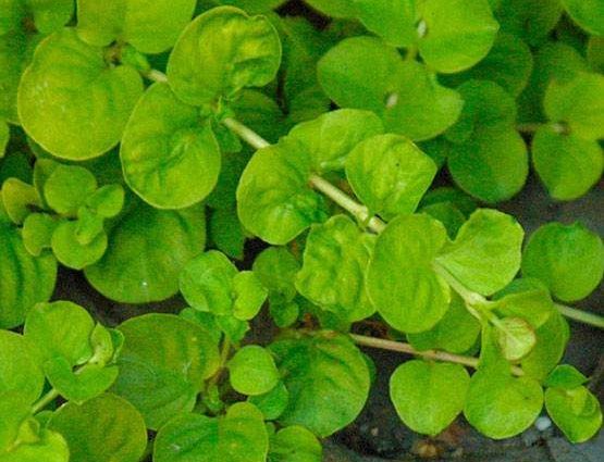 Moneywort