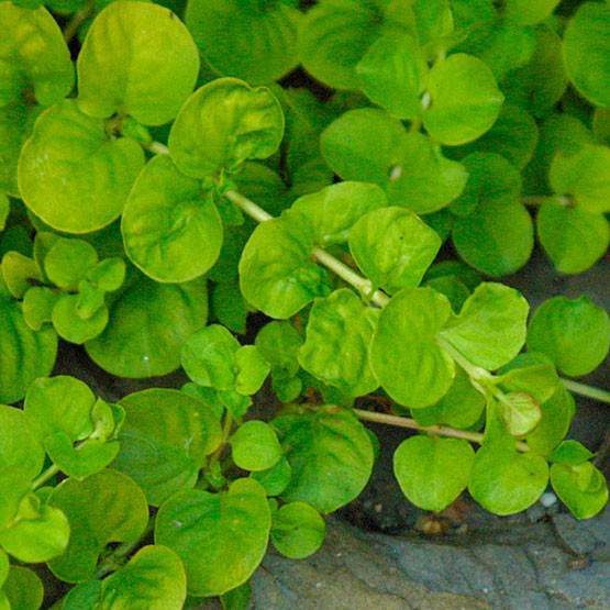 Moneywort