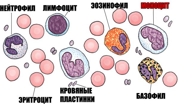 Monocytes - what is it? Norms and reasons for change