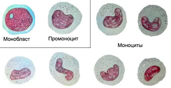 Monocytes - what is it? Norms and reasons for change