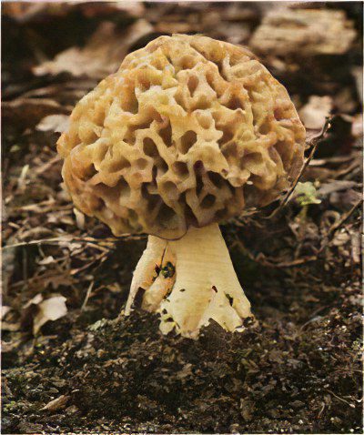 Morel