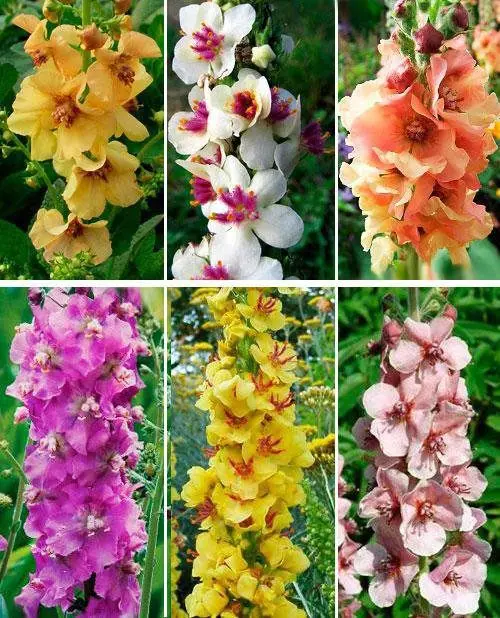 Mullein: useful properties and applications