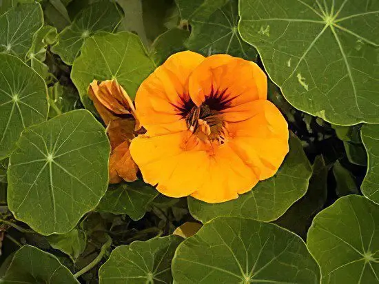 Nasturtium