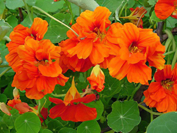 Nasturtium