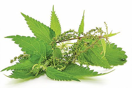 Nettle: 10 Medicinal Properties, Recipes and Uses