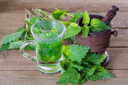 Nettle: 10 Medicinal Properties, Recipes and Uses