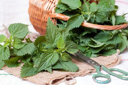 Nettle: 10 Medicinal Properties, Recipes and Uses