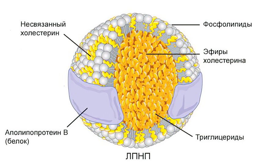 Norm of cholesterol in the blood in women and men by age