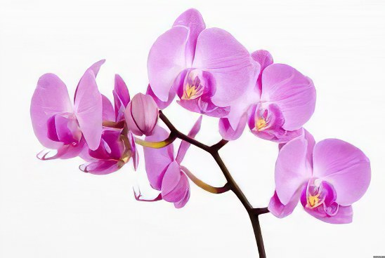 Orchid