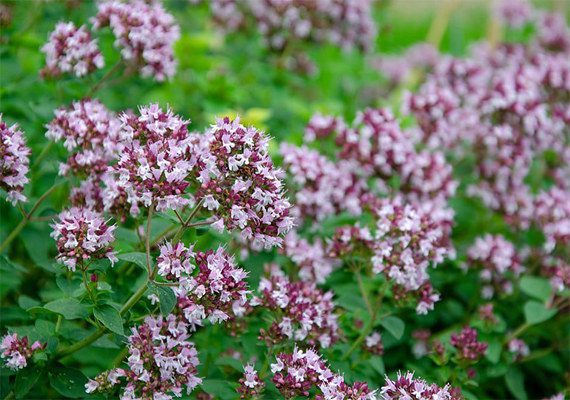 Oregano: benefits, medicinal properties, how to brew?