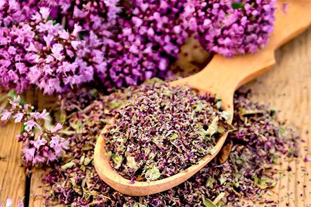 Oregano: benefits, medicinal properties, how to brew?