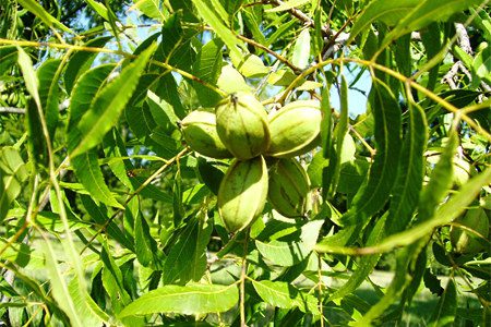 Pecan: benefits and harms, taste and difference from walnuts