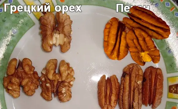 Pecan: benefits and harms, taste and difference from walnuts Pecan: benefits and harms, taste and difference from walnuts