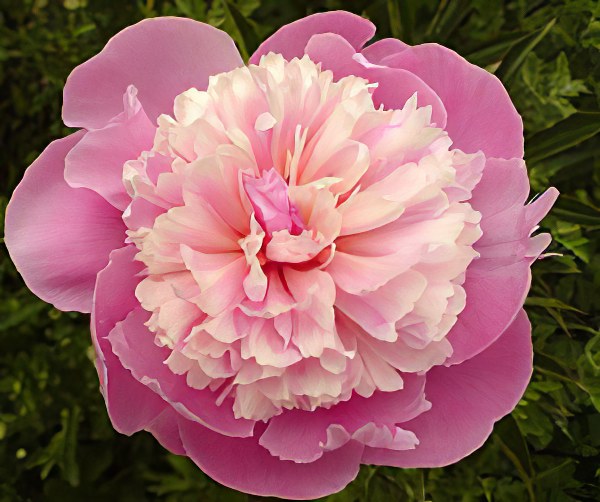 Peony