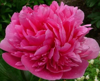 Peony