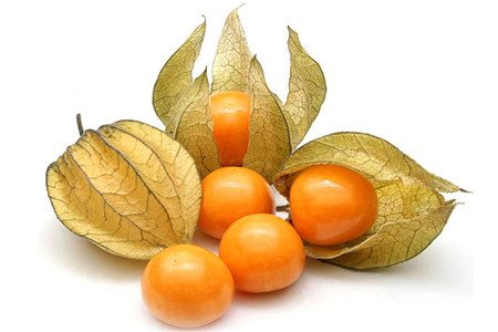 Physalis: benefits and harms, contraindications