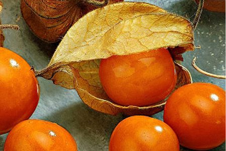 Physalis: benefits and harms, contraindications