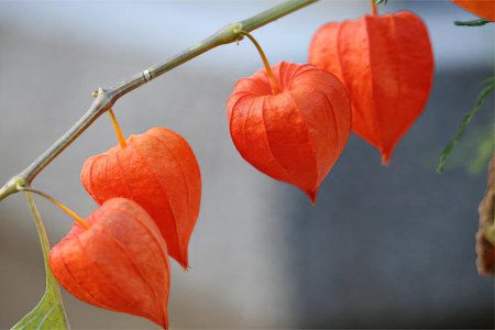 Physalis: benefits and harms, contraindications