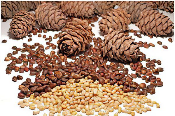 Pine nuts: benefits and harms, the rate of use