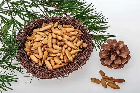 Pine nuts: benefits and harms, the rate of use