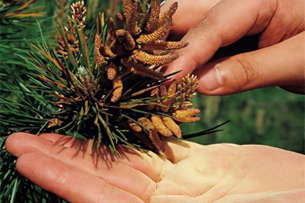 Pine pollen is a gift from nature