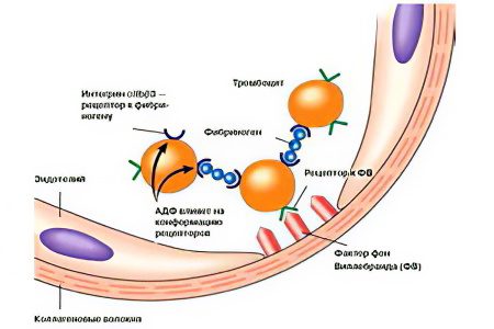 Platelet aggregation: what is it and what is the norm?