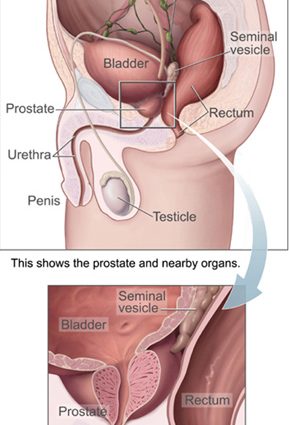 prostate &#8211; prostate gland