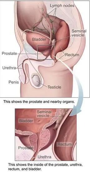 prostate &#8211; prostate gland