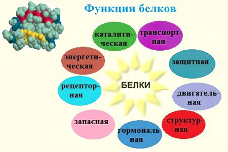 Proteins: functions, norm + TOP foods rich in proteins