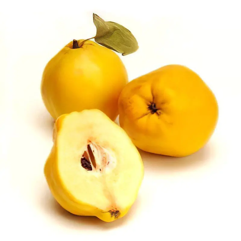 Quince: useful properties, recipes