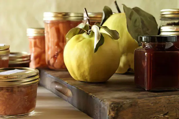 Quince: useful properties, recipes