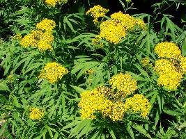 Ragwort