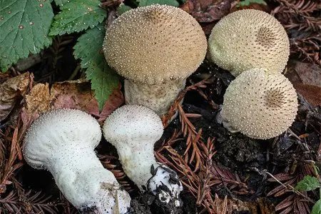 Raincoat mushrooms: description of species with photos, useful properties