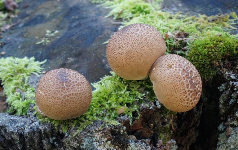 Raincoat mushrooms: description of species with photos, useful properties