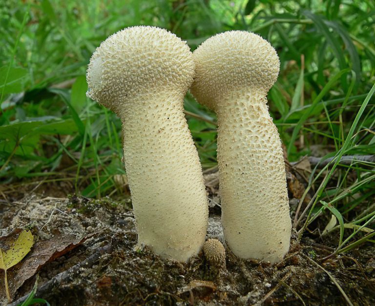 Raincoat mushrooms: description of species with photos, useful properties