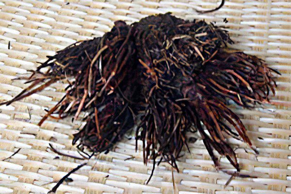 Red brush - medicinal properties, use and contraindications