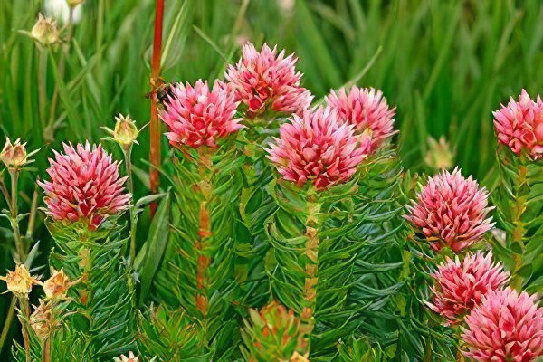 Red brush - medicinal properties, use and contraindications