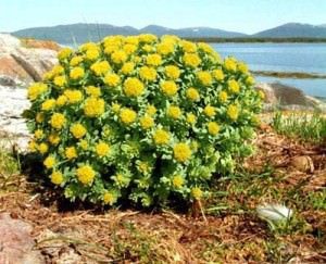 Rhodiola rosea