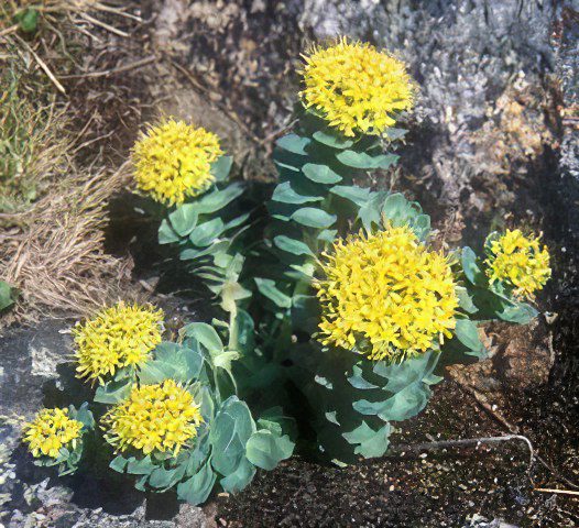 Rhodiola rosea