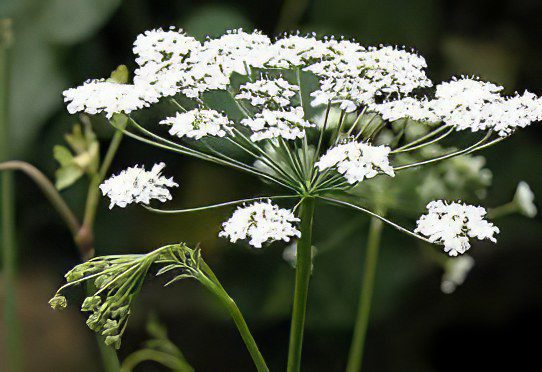 Saxifrage Thigh