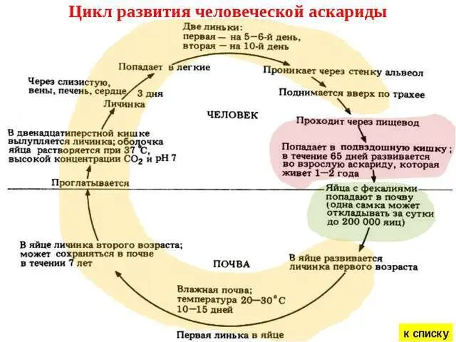 Scheme of the development of the roundworm life cycle